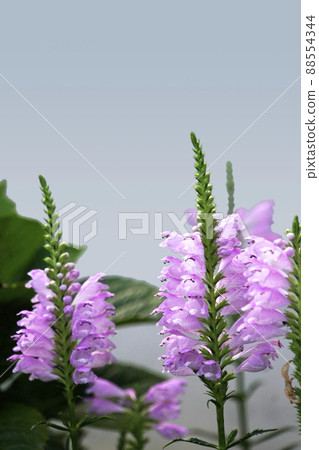 Pink obedient plant flowers blooming gradually Pink obedient plant flowers blooming gradually 88554344