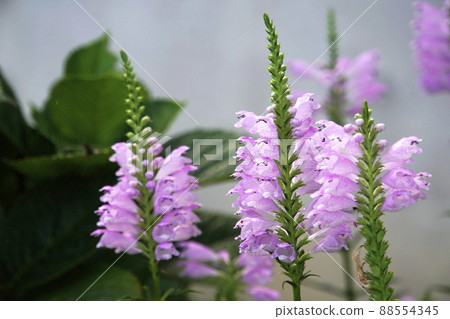 Pink obedient plant flowers blooming gradually Pink obedient plant flowers blooming gradually 88554345