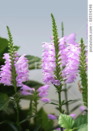 Pink obedient plant flowers blooming gradually Pink obedient plant flowers blooming gradually 88554346