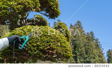 Pruning of garden trees | Image of gardener / gardener 88554543