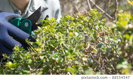 Pruning of garden trees | Image of gardener / gardener 88554547