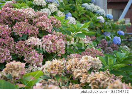 枯萎的繡球花 88554722