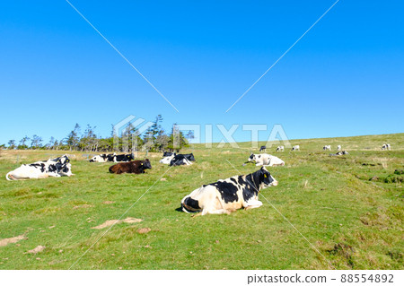 Ranch Ranch 88554892