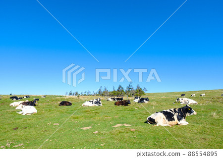 Ranch Ranch 88554895