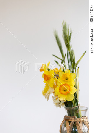 花瓶裡的水仙和麥穗 花瓶裡的水仙和麥穗 88555072