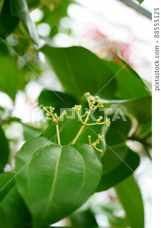 3067 肉桂花 88555125