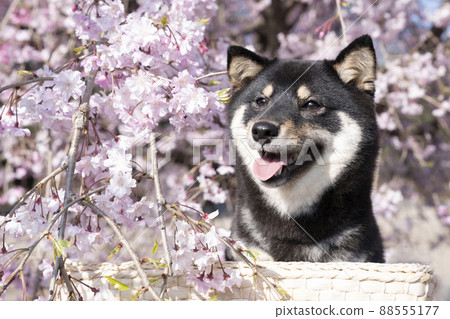 Bust up of weeping cherry blossoms and smiling black shiba sheri 88555177