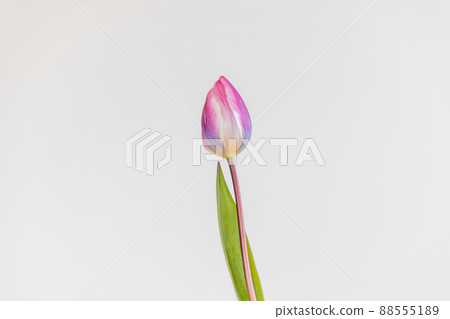 Pink tulip flowers in a vase 88555189