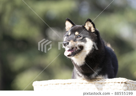 綠色背景和微笑的黑色 shiba sheri 胸圍 綠色背景和微笑的黑色 shiba sheri 胸圍 88555199