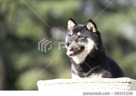 綠色背景和微笑的黑色 shiba sheri 胸圍 綠色背景和微笑的黑色 shiba sheri 胸圍 88555200