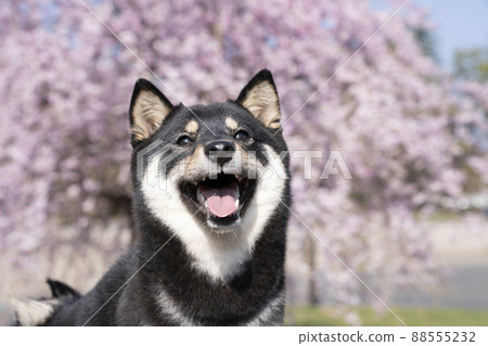 藍天、哭泣的櫻花和微笑的黑柴雪莉的半身像 88555232