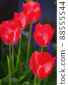 紅色鬱金香 88555544