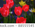 紅色鬱金香 88555545