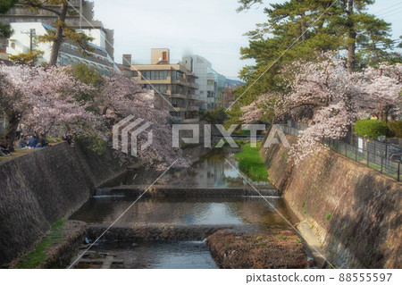 Scenery where you can see the cherry blossoms in full bloom and the cityscape of Nishinomiya in Shukugawa Riverbed Green Area (Shukugawa Park) 88555597