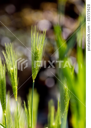 Wheat ears Wheat ears 88555628
