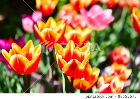Tulips in my garden are in full bloom 88555673