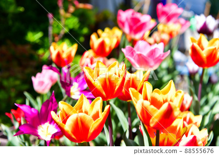 Tulips in my garden are in full bloom Tulips in my garden are in full bloom 88555676