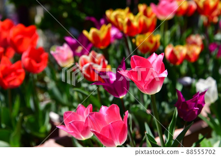 我花園裡的鬱金香盛開 我花園裡的鬱金香盛開 88555702