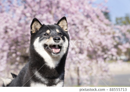 Bust up of blue sky, weeping cherry blossoms and smiling black shiba sheri 88555713