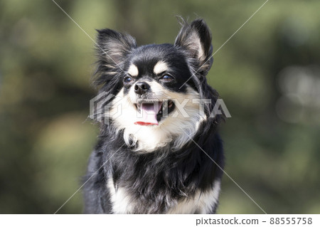 綠色背景和微笑的吉娃娃破產了 綠色背景和微笑的吉娃娃破產了 88555758