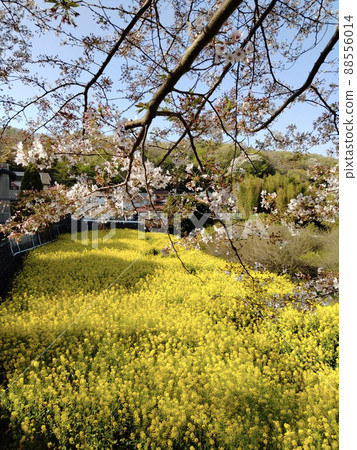 Spring full bloom Spring full bloom 88556014