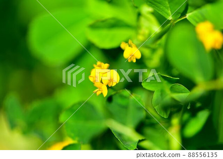 黃色和小軍醫花 88556135