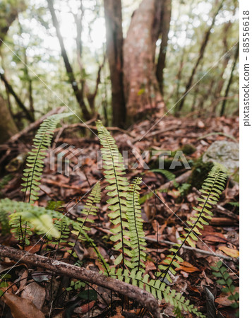 green ferns in the forest 88556618