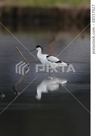 Pied avocet to watch out for the surroundings 88557027
