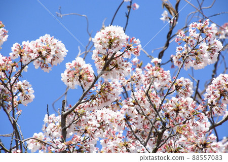 Yamadaike Park 88557083