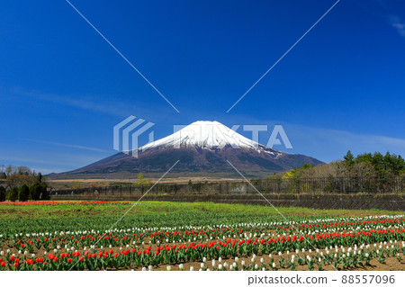 Spring (tulip) in Yamanakako Hananomiyako Park Spring (tulip) in Yamanakako Hananomiyako Park 88557096