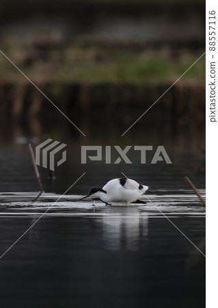 Pied avocet scratching its head Pied avocet scratching its head 88557116
