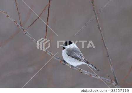 Marsh tit perching on a dead tree 88557119