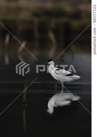 Pied avocet standing in a rice field Pied avocet standing in a rice field 88557122