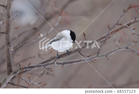 Marsh tit perching on a dead tree Marsh tit perching on a dead tree 88557123