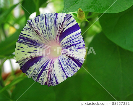 Morning glory with a squeezed pattern like the pattern of a yukata 88557221
