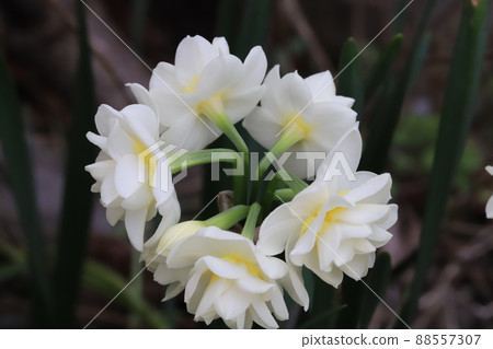 日本春天花園中盛開的重瓣水仙白花 88557307