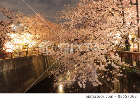 目黑川的夜櫻 目黑川的夜櫻 88557368