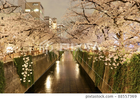 目黑川的夜櫻 目黑川的夜櫻 88557369