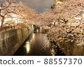 目黑川的夜櫻 88557370