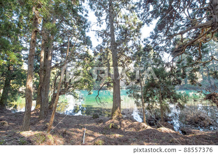 Waterfall head water source pond surrounded by natural cedar Akita Prefecture 88557376