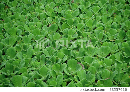 duckweed 88557616