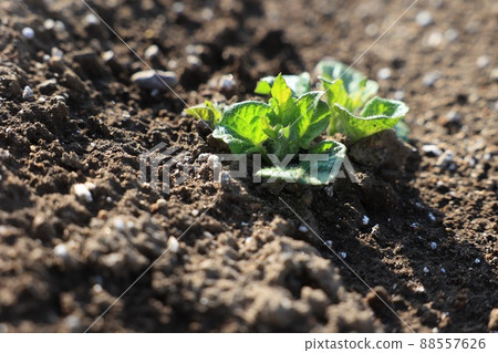 Germination of potatoes 88557626