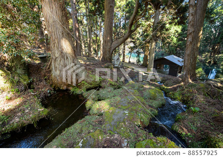 泉水和泉水池俯瞰天然雪松,瀑布的水源,秋田縣 泉水和泉水池俯瞰天然雪松,瀑布的水源,秋田縣 88557925