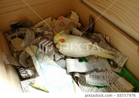 玄鳳幼鳥 88557976