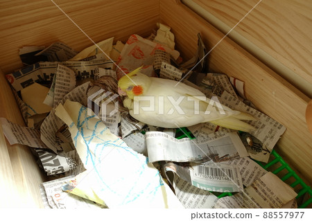 Xuanfeng Baby Bird 88557977