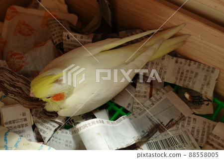 玄鳳幼鳥 88558005