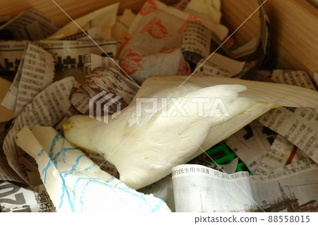 Xuanfeng Baby Bird 88558015