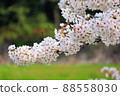 Cherry Blossoms	 88558030