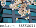 Sakura and building 88558031