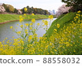 Rape blossoms and cherry blossoms 88558032